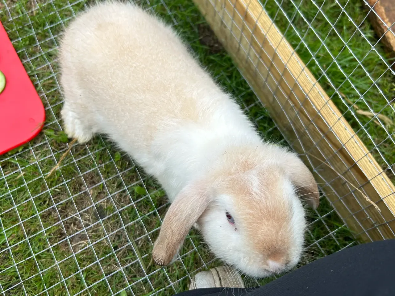 Billede 2 - Mini lop kaninunger 🐰