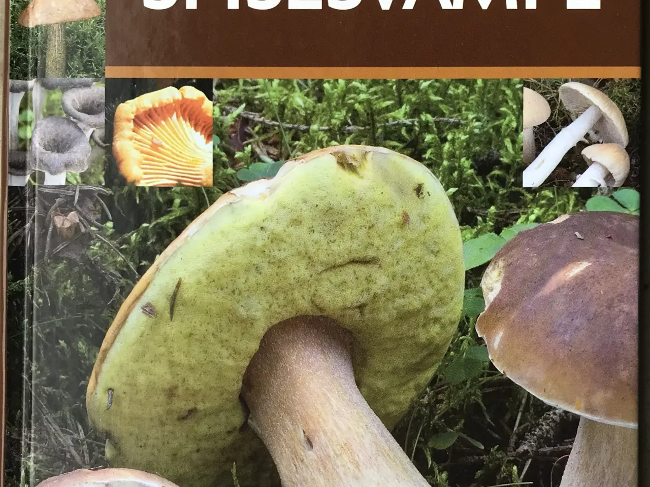 Billede 1 - De bedste spisesvampe, Michael Krikorev
