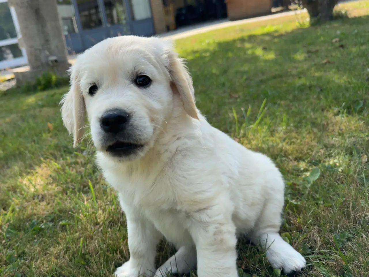 Billede 2 - 1 dejlige hanhunde Golden retriever