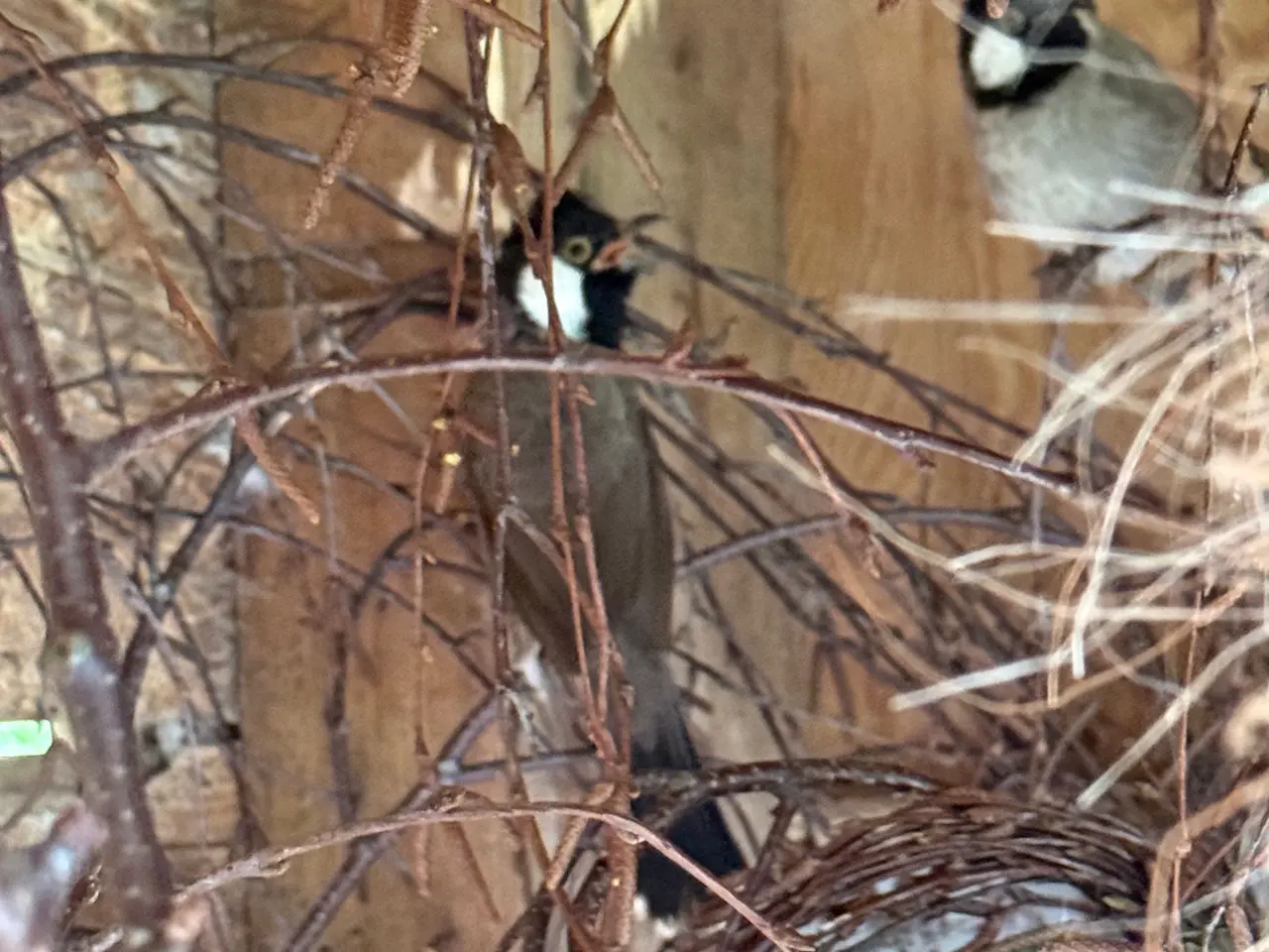 Billede 7 - Hvidkindet bulbul par 1,1