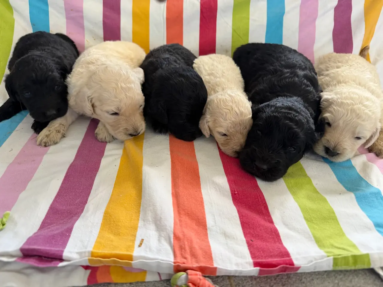 Billede 15 - Smukke Golden Doodle hvalpe