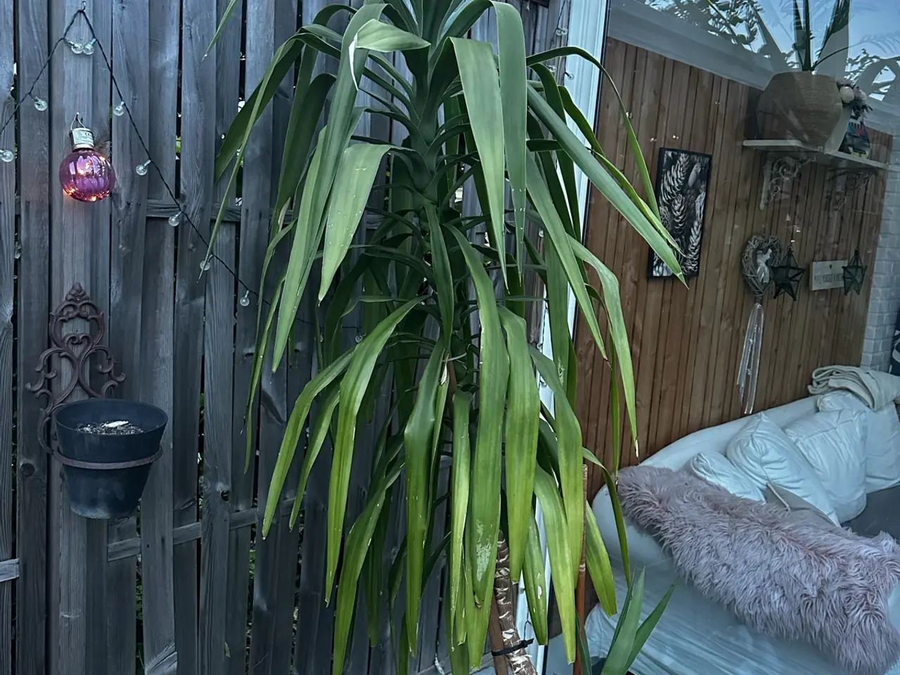 Billede 1 - Flot høj palme