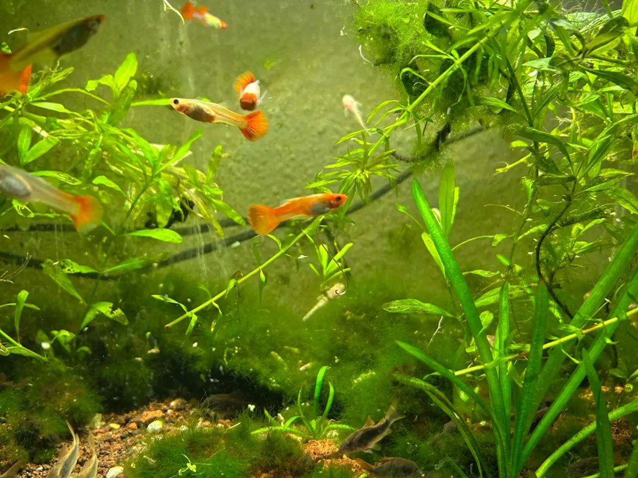 Billede 7 - 🐠❤️ Rednose Koi Guppy Par | Hvid Krop & Rød Hale