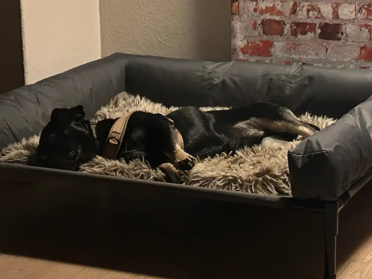 Billede 6 - Dejlig lille blandings han hund