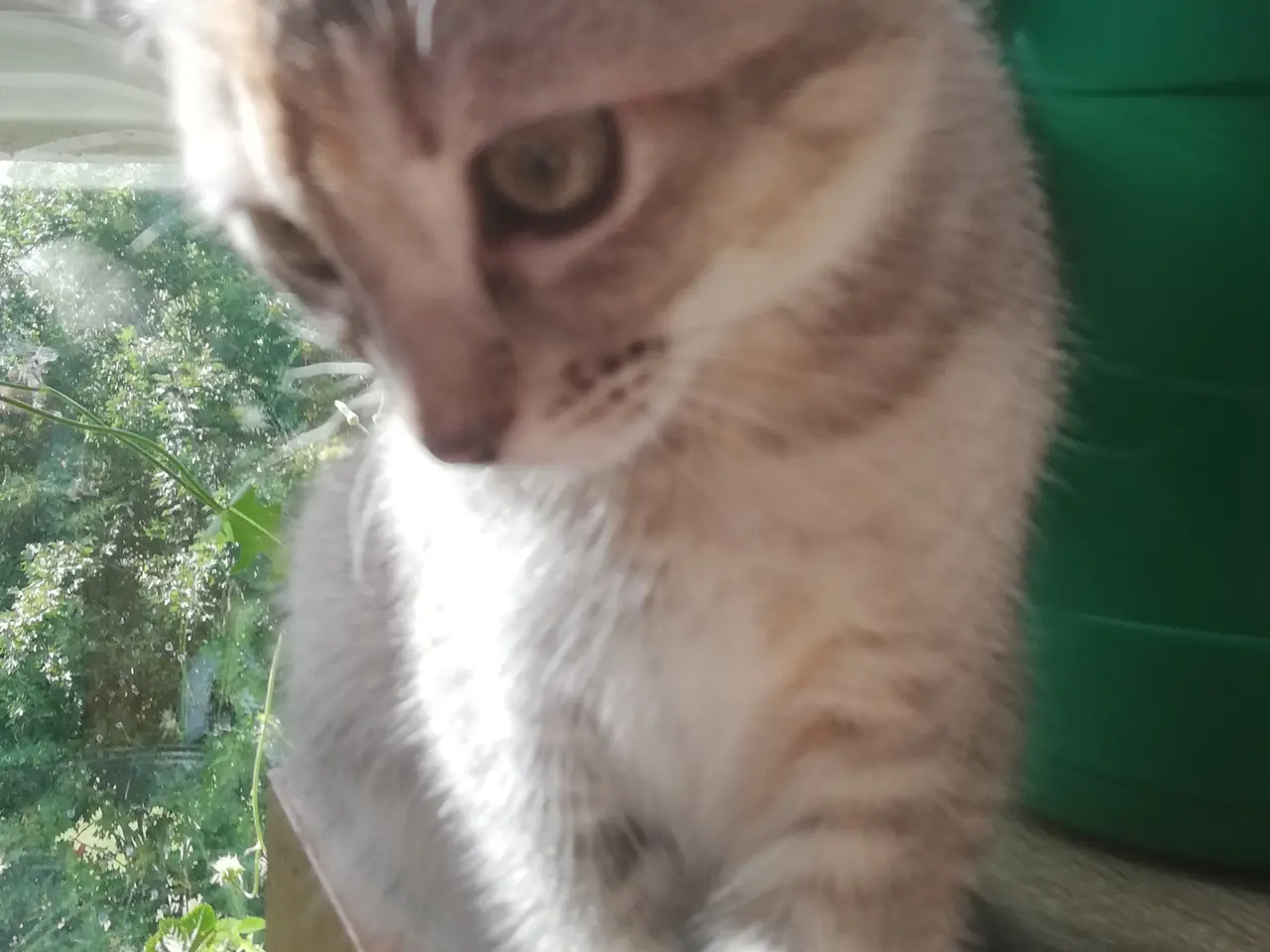 Billede 7 - Lisa – Sød og blid Scottish Fold hunkat søger kærl