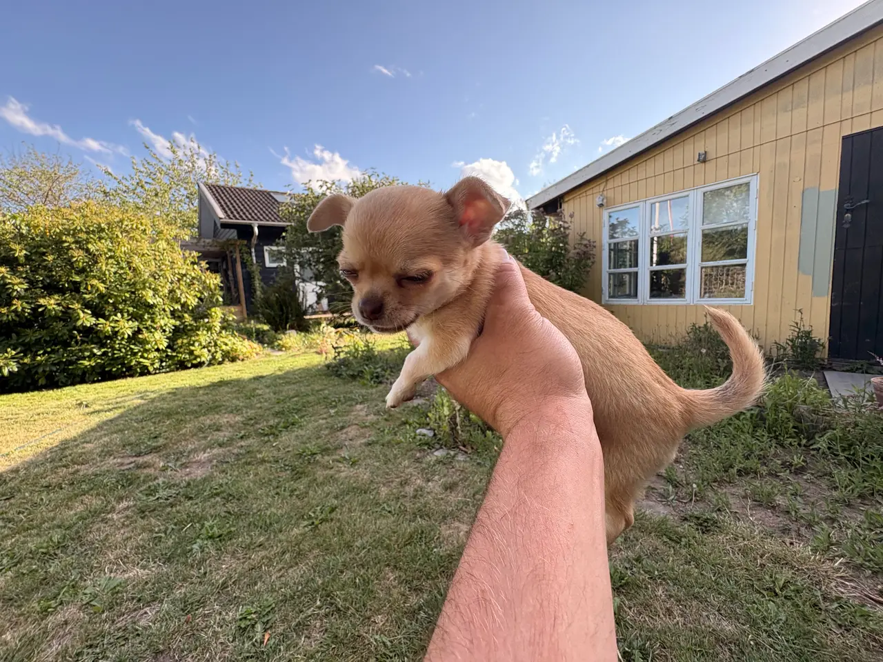 Billede 2 - Korthåret Chihuahua