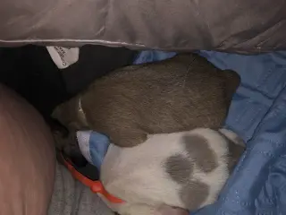1 Shih Tzu/ Chihuahua blanding pige