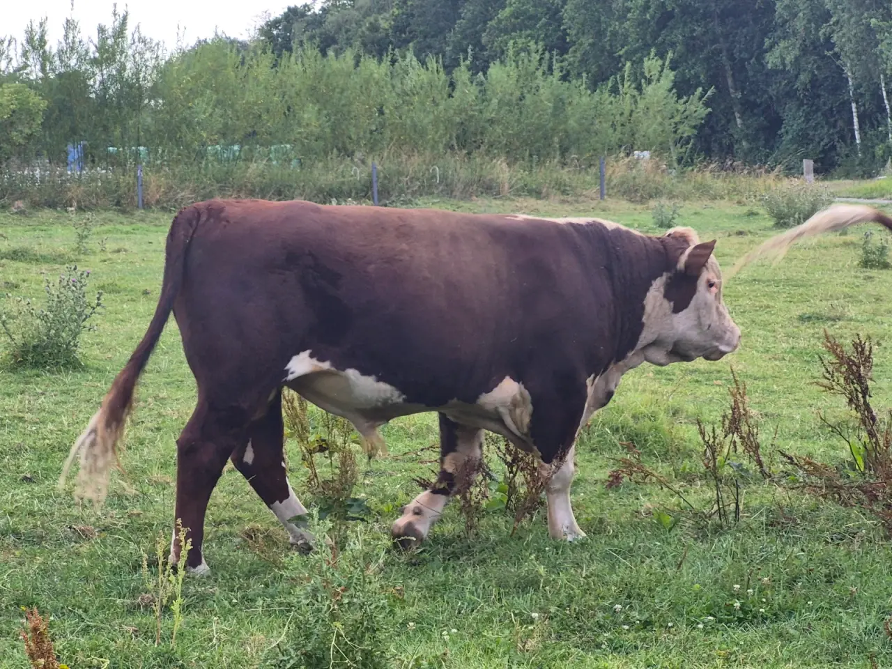 Billede 4 - Hereford tyr