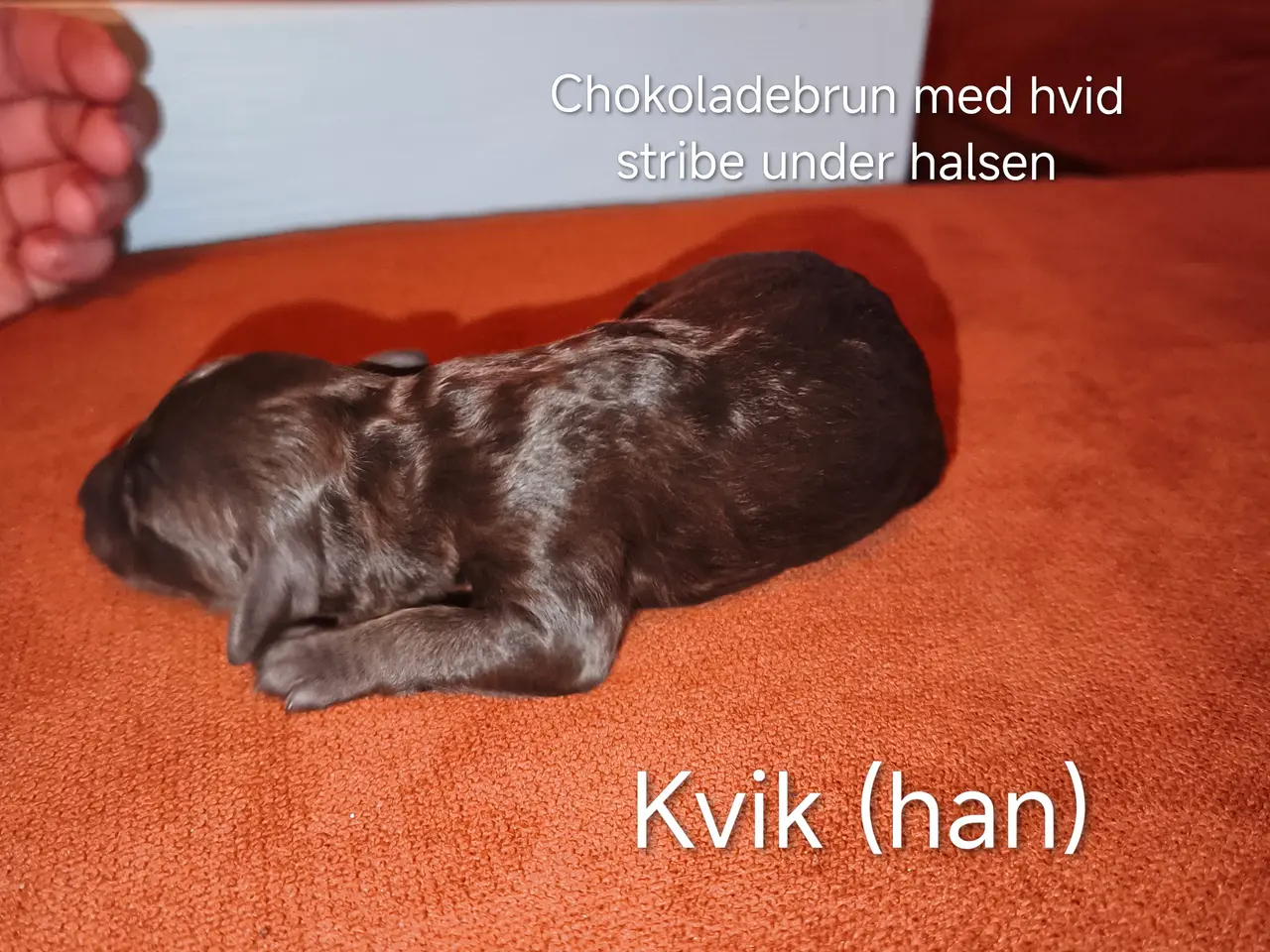 Billede 7 - Puddelhvalpe søger hjem