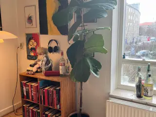 2 m højt violintræ