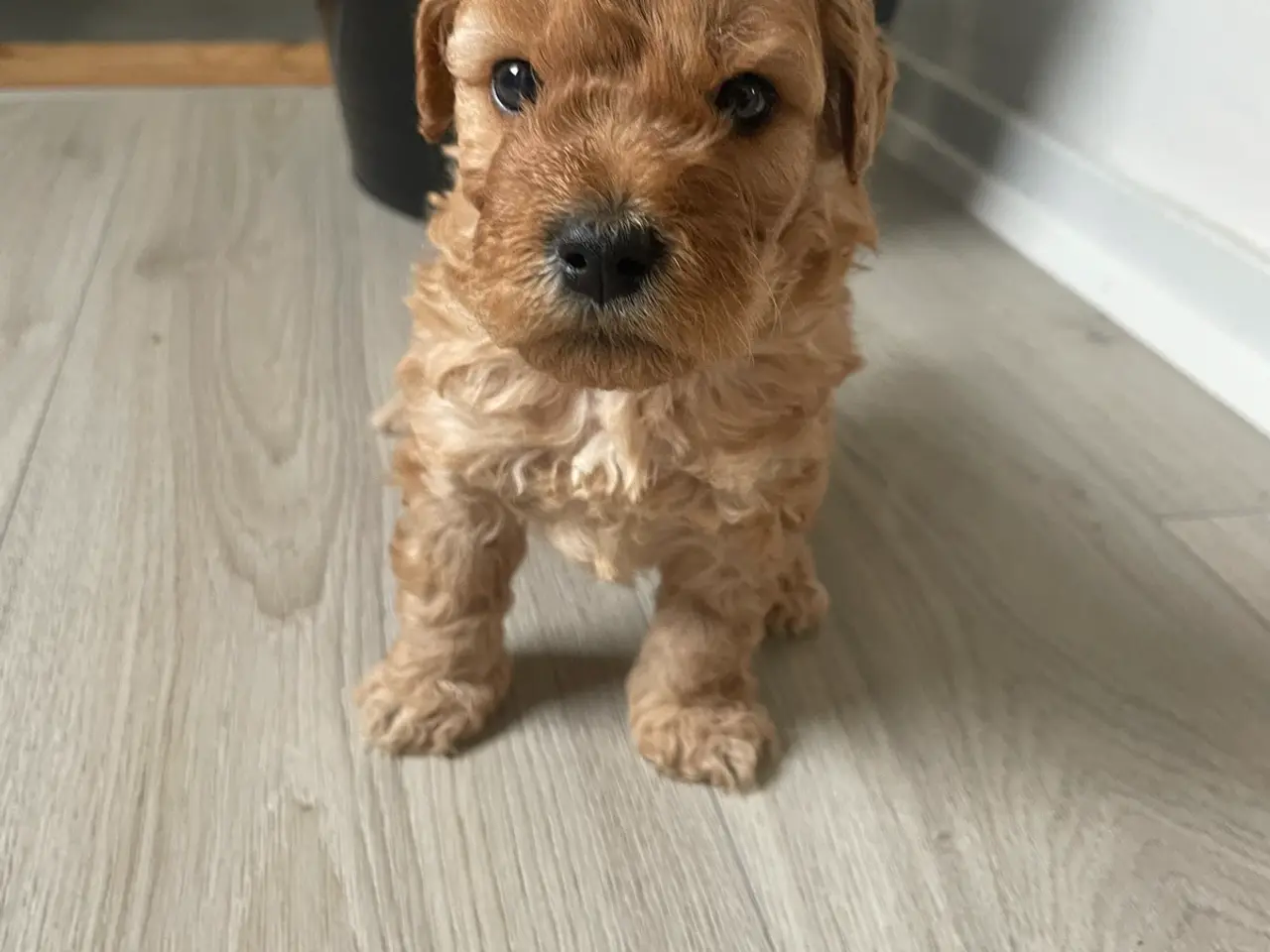 Billede 4 - Søde Labradoodle hvalpe