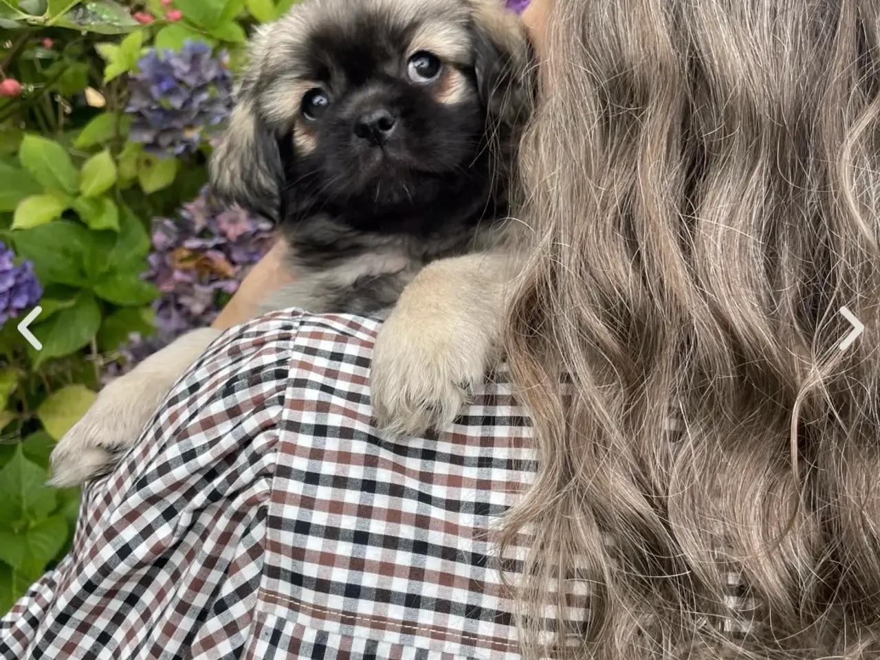Billede 3 - AKIRA - Tibetansk spaniel hvalp 