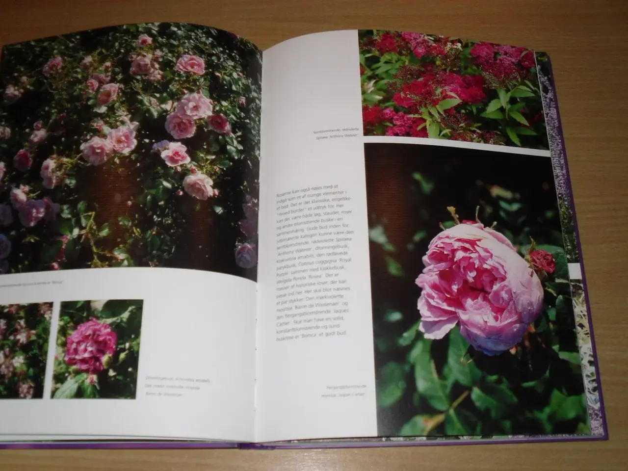 Billede 2 - Flot bog. FARVER i Haven. Jane Schul.