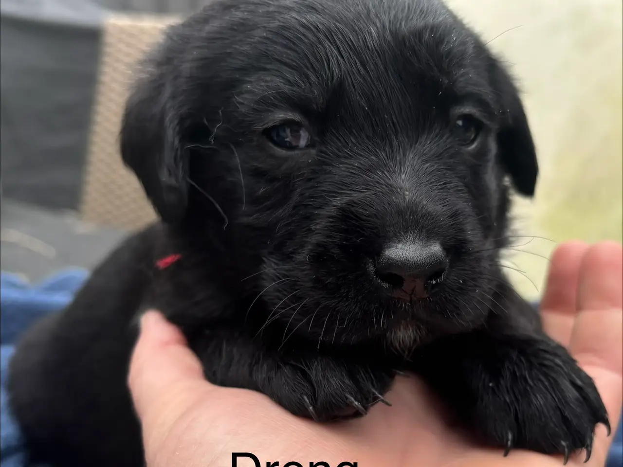 Billede 7 - Dejlige double doodle af labra og goldendoodle