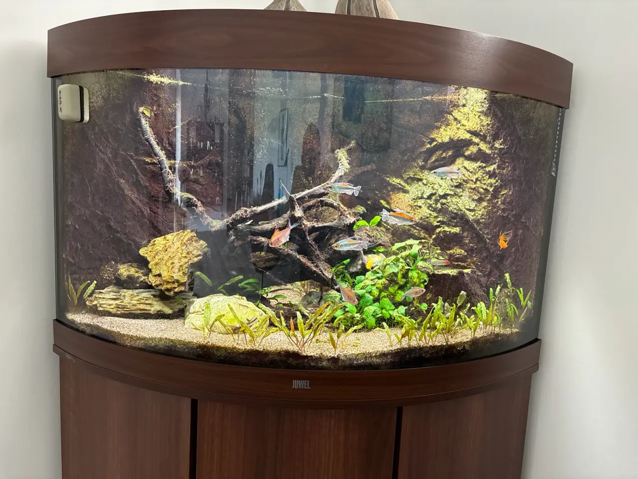 Billede 5 - Juwel hjørneakvarium 190 liter