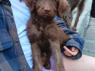 Skøn labradoodle F1B hvalp