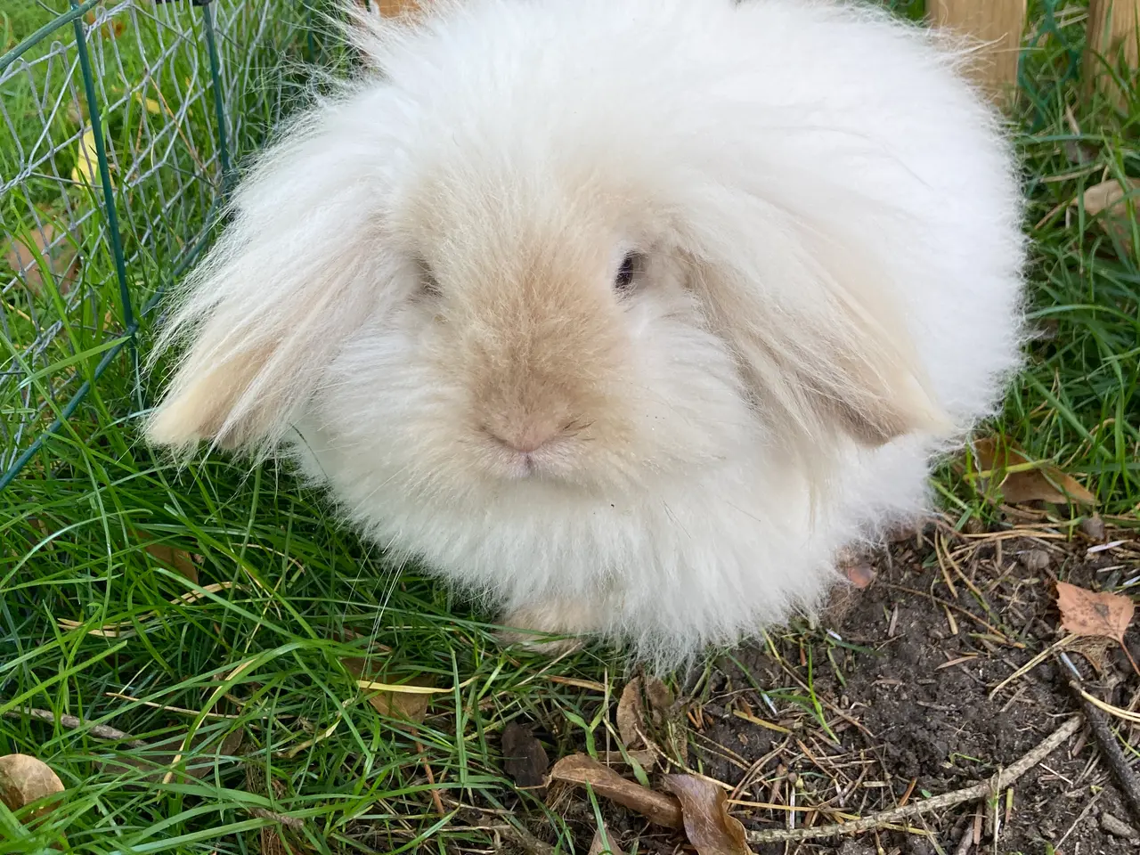 Billede 1 - Utrolig SMUK dobbeltmanket Mini Lion Lop🐇