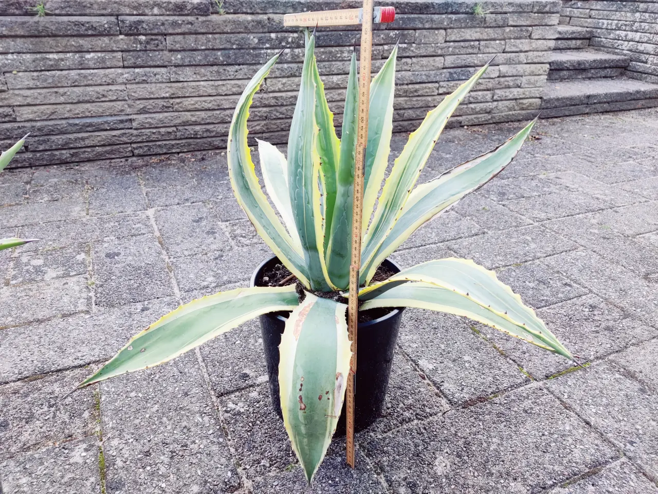 Billede 3 - Agave 2 stk