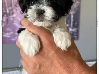 Havanais - shihtzu 
