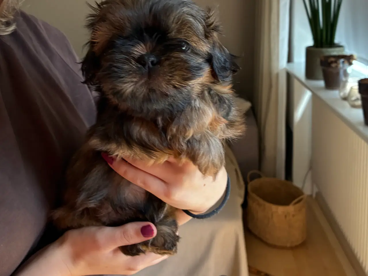 Billede 4 - Lækre shih tzu hvalpe