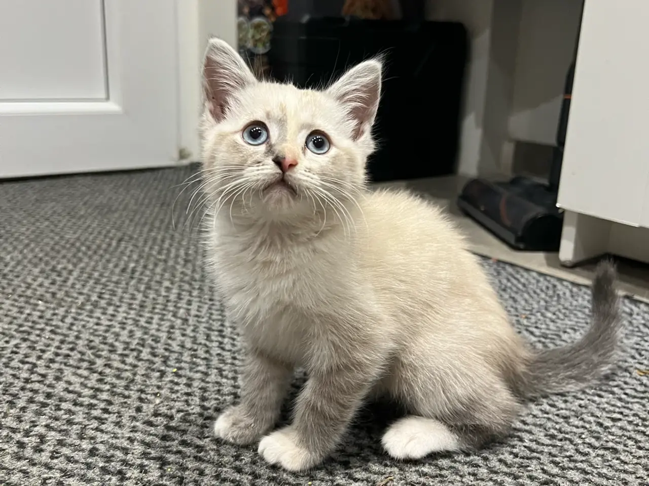 Billede 5 - Ragdoll blanding