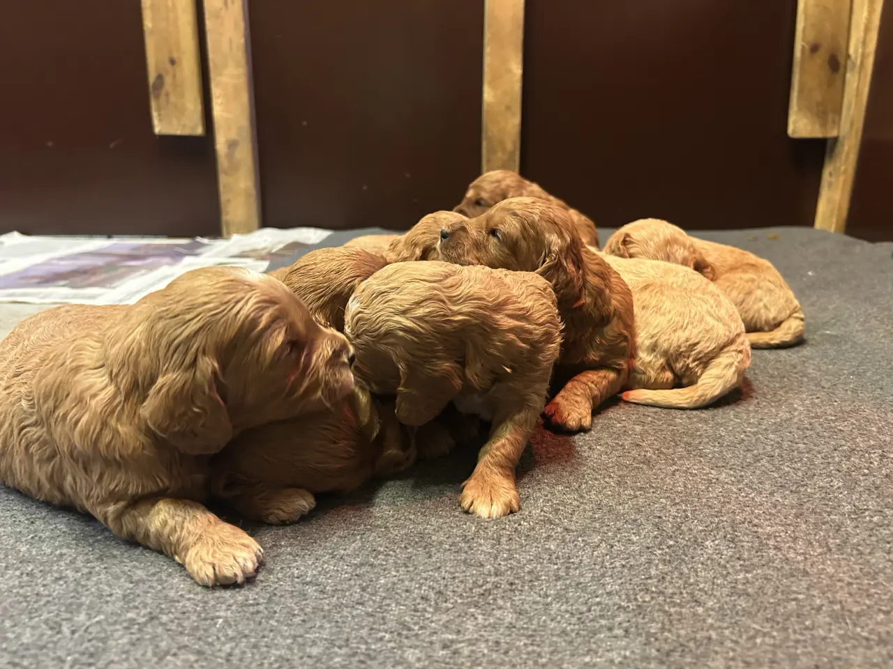 Billede 6 - Goldendoodle + Cavapoo