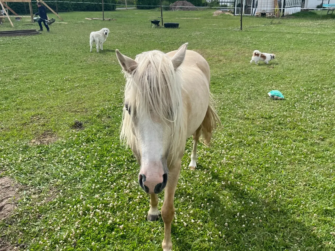 Billede 8 - Skøn pony hoppe med god spring mulighed  