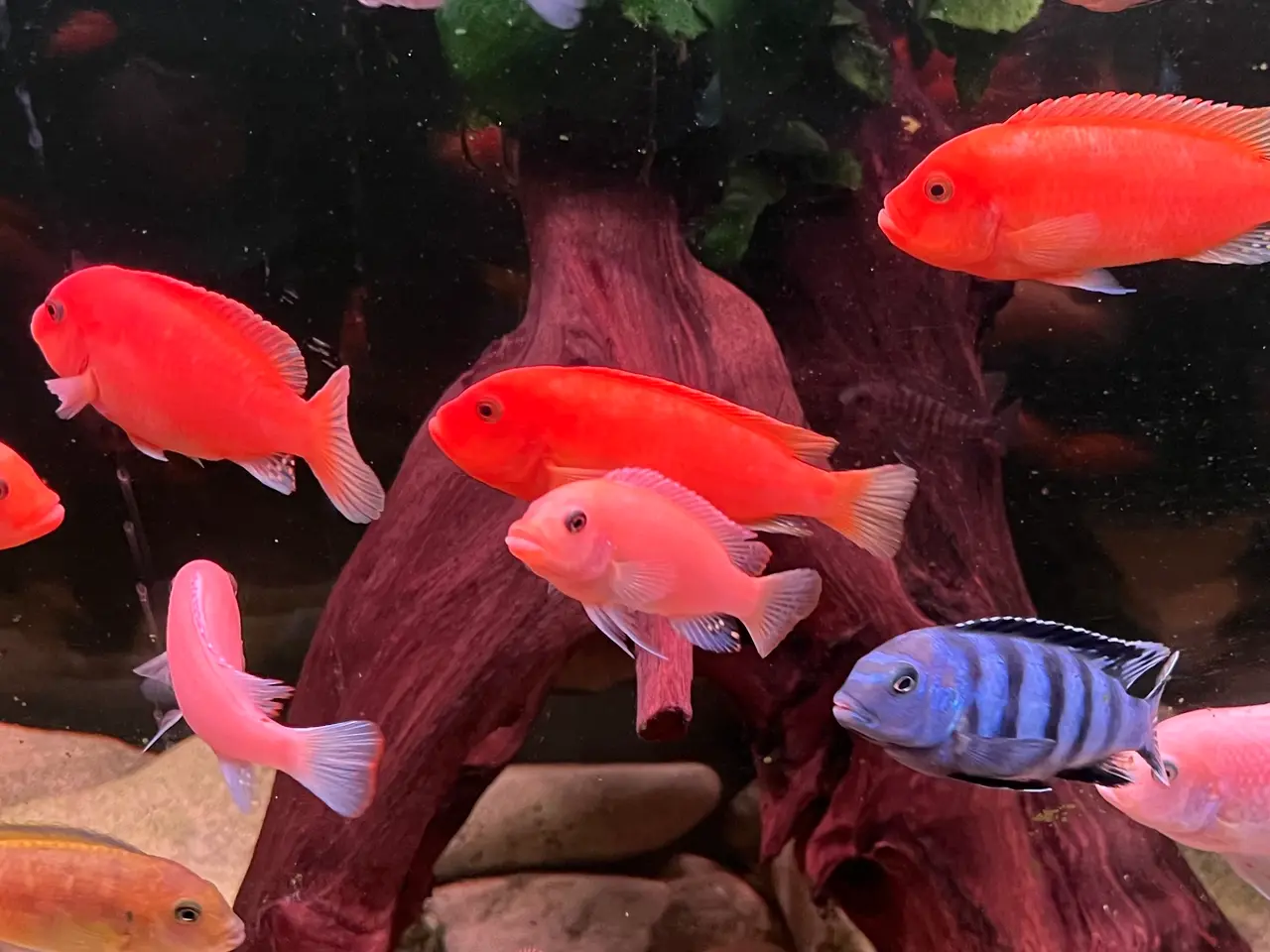 Billede 8 - F2 Maylandia Estherae Red Zebra 6 stk for 500kr