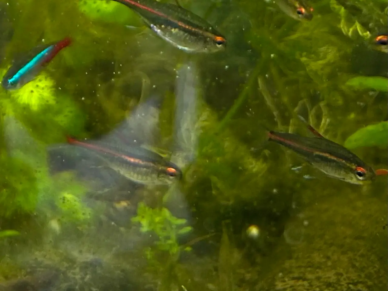 Billede 3 - 🐠 Glødelys Tetra – flotte, sunde stimefisk ✨