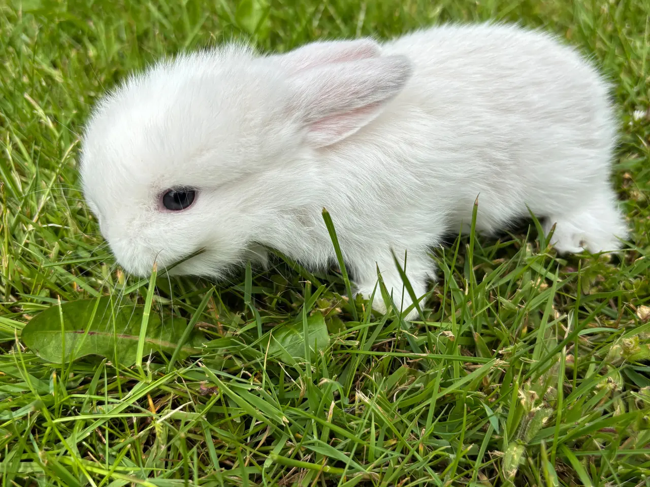 Billede 5 - Små minilop kaninunger🐰🐰