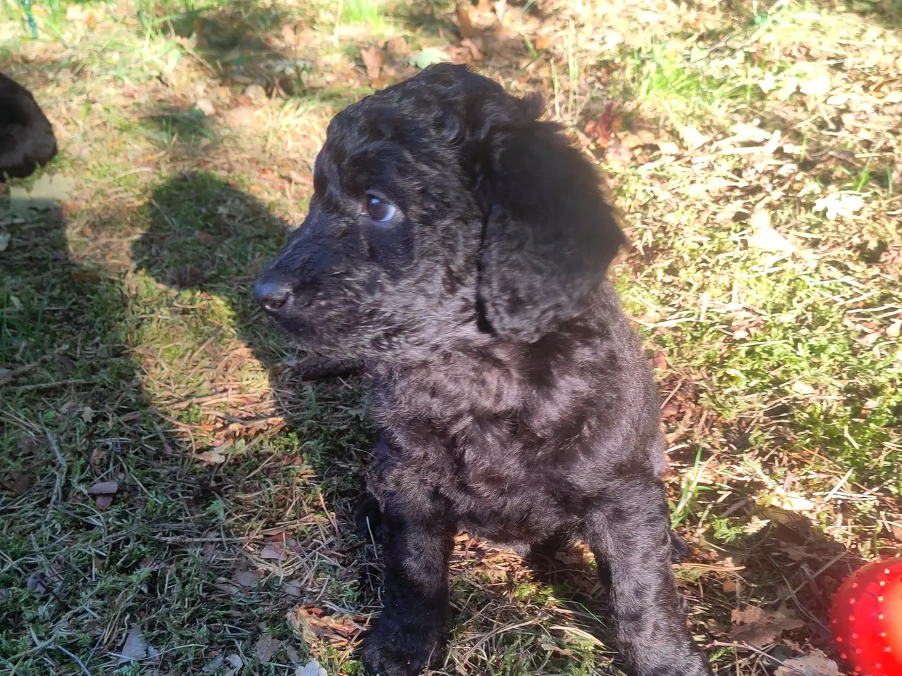 Billede 2 - 🐶Labradoodle hvalpe søger kærlige familier 🏡❤️
