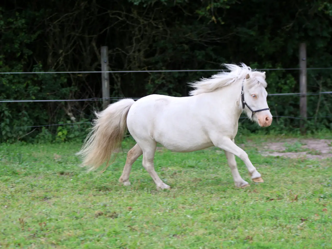 Billede 3 - Cremello dun mini shetlandspony hoppe med rødt pas