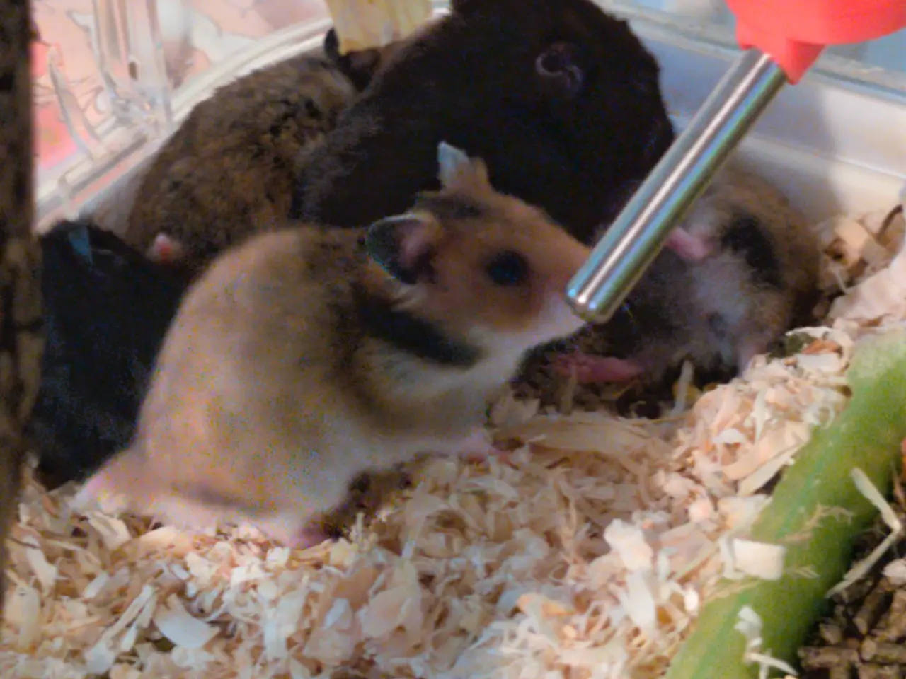 Billede 4 - Hamster unger sælges