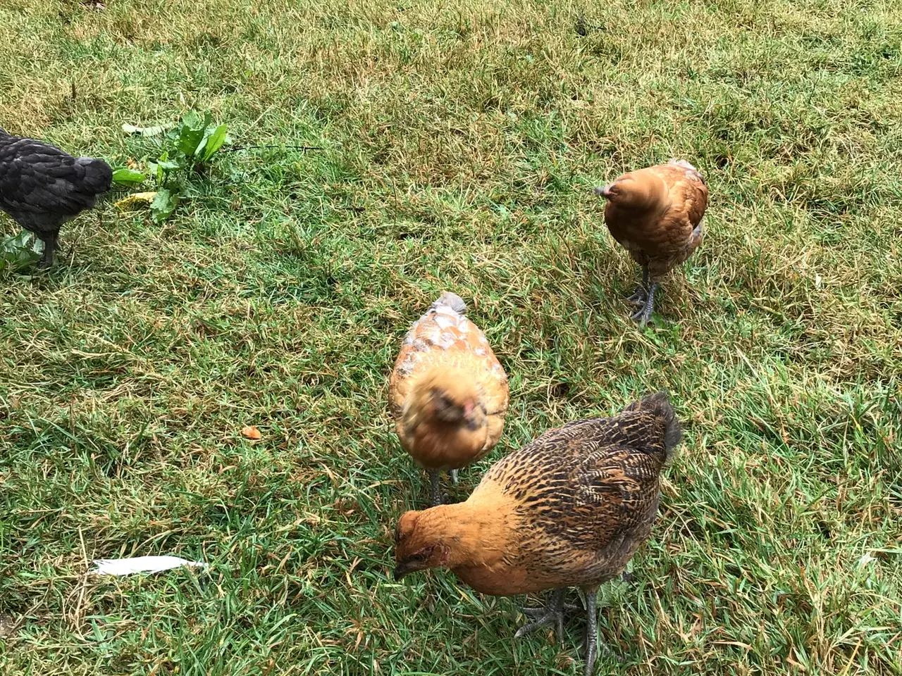 Billede 2 - Kyllinger fra sort araucana og grønlægger
