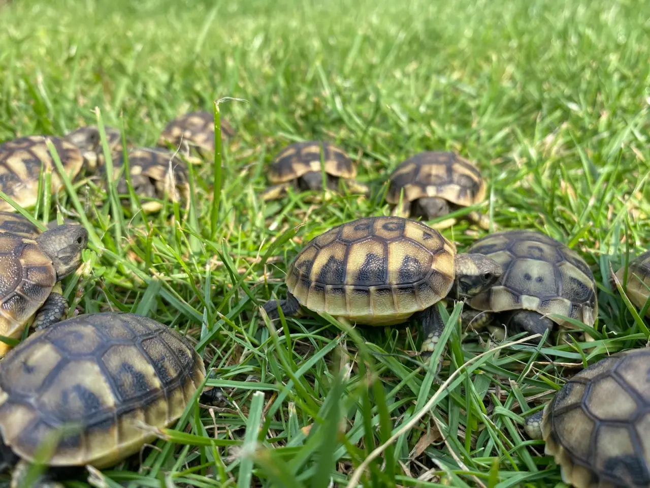 Billede 6 - Græsk landskildpadde