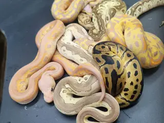Kongepythons til salg
