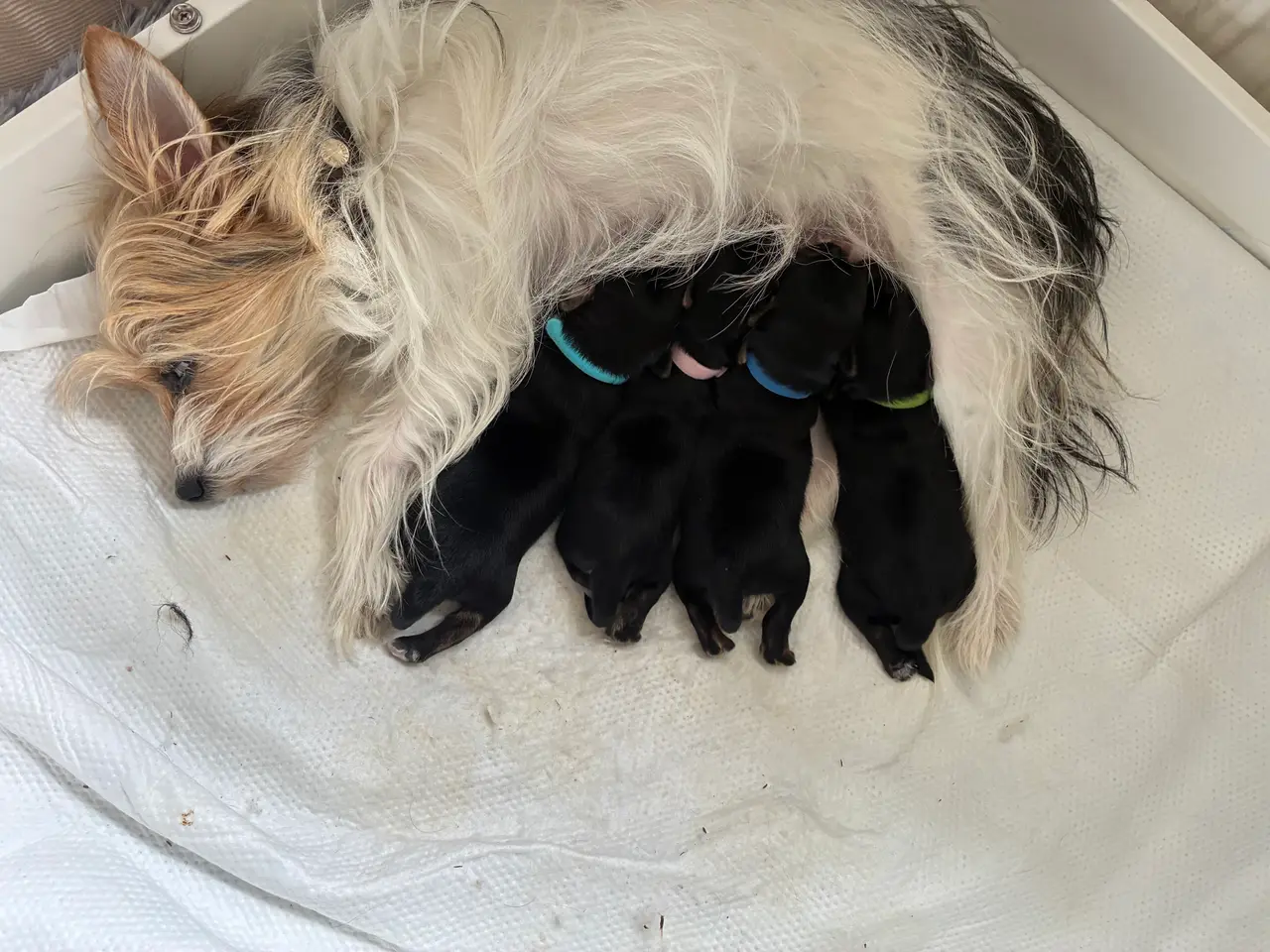 Billede 6 - Chorkie hvalpe