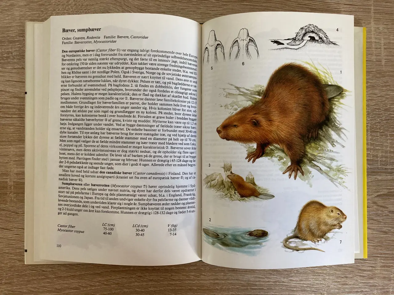 Billede 4 - Lademanns naturfører - Pattedyr