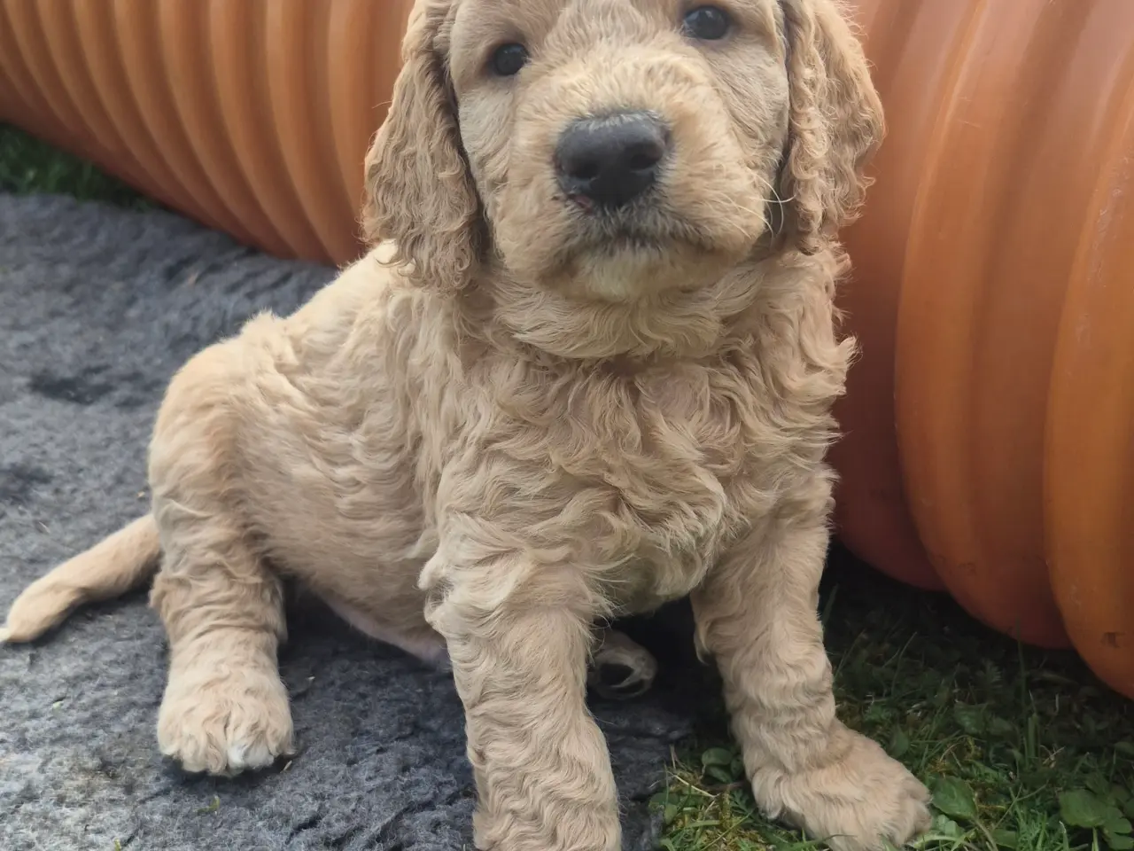 Billede 12 - Goldendoodle hvalpe - 14-21 kg