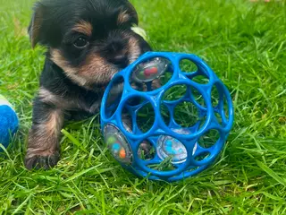 Allergivenlige Yorkie-hvalpe søger nyt hjem