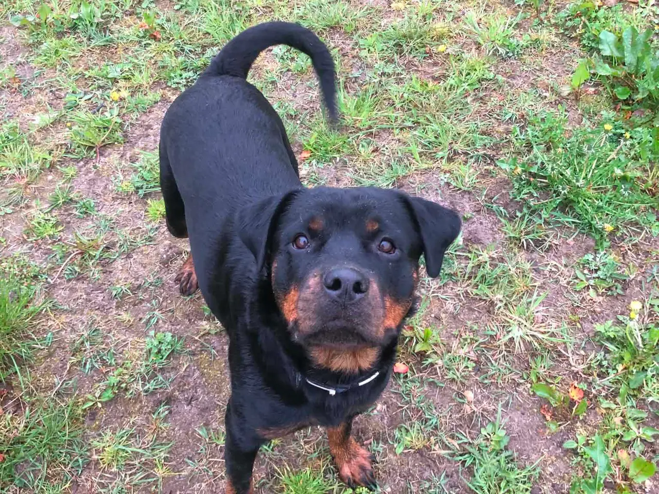 Billede 13 - ROTTWEILER/ALASKAN MALAMUT piger søger nye familie