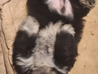 Lhasa Apso malteser hvalpe