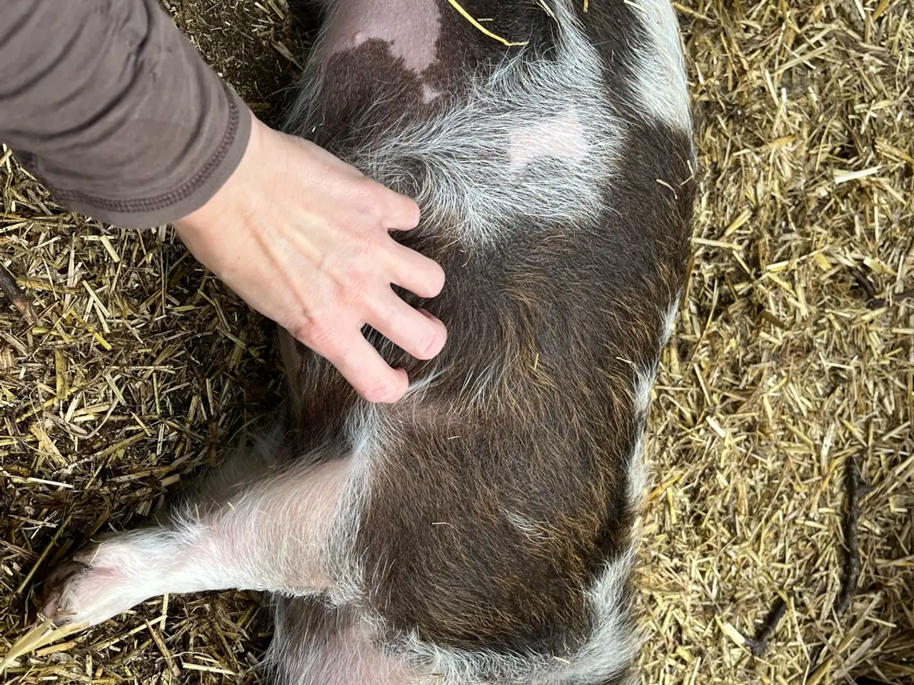 Billede 5 - Kælne kunekune smågrise sælges. 