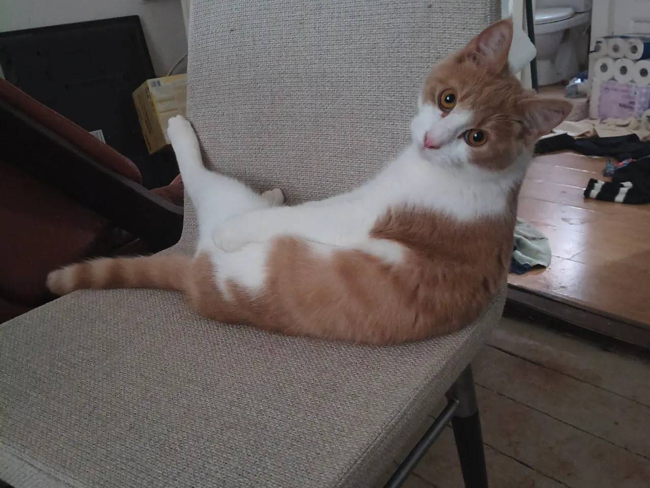 Billede 2 - En kat på 10månder kastreret 