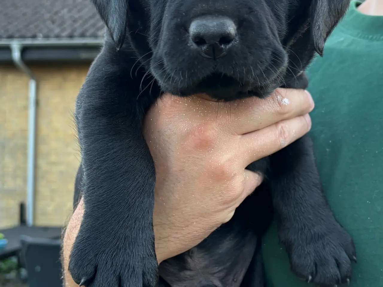 Billede 8 - 🐾 Sorte Labradorhvalpe – gammeldags type 🐾