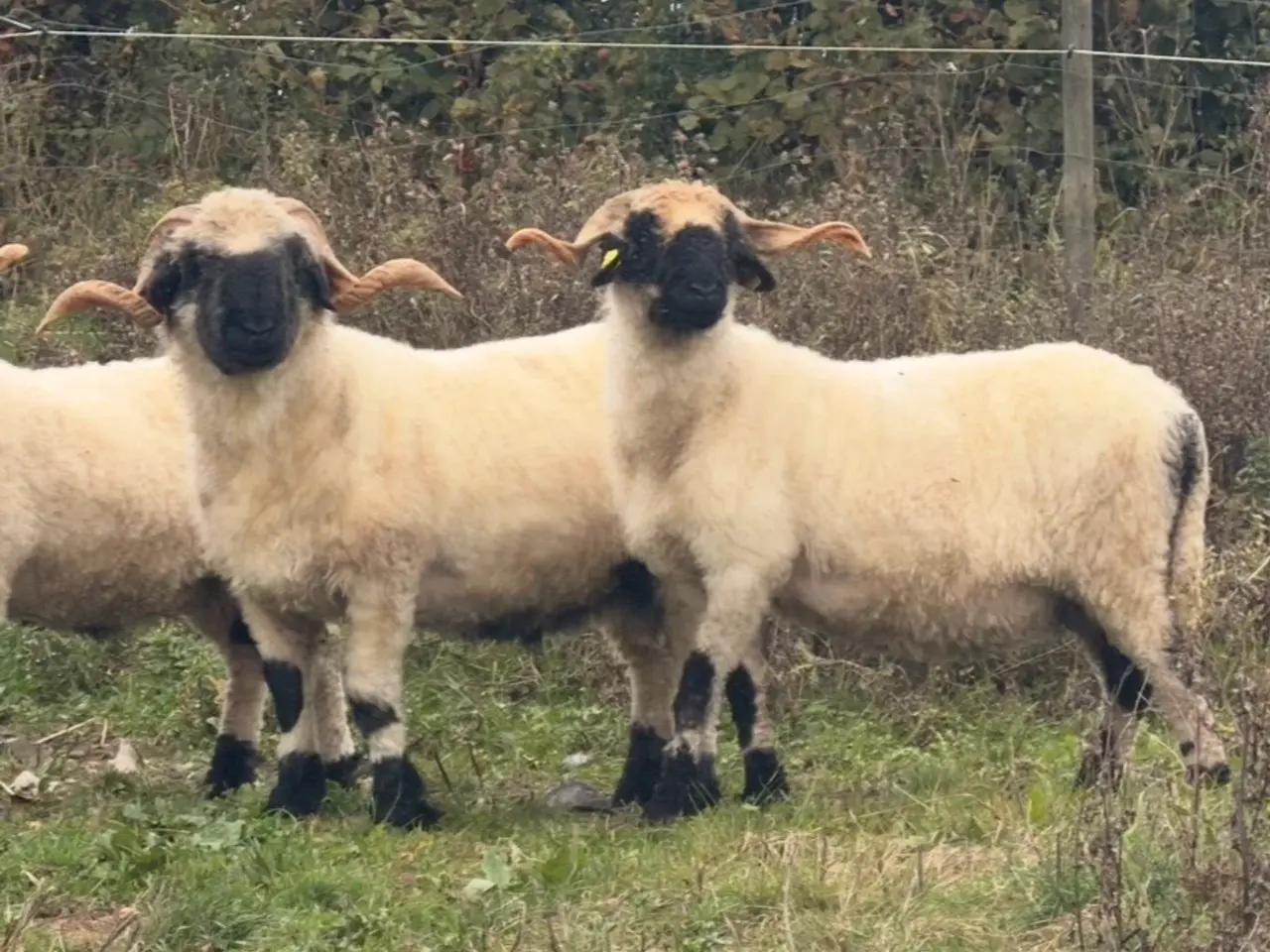 Billede 8 - 2 gimmer lam Valais Blacknose