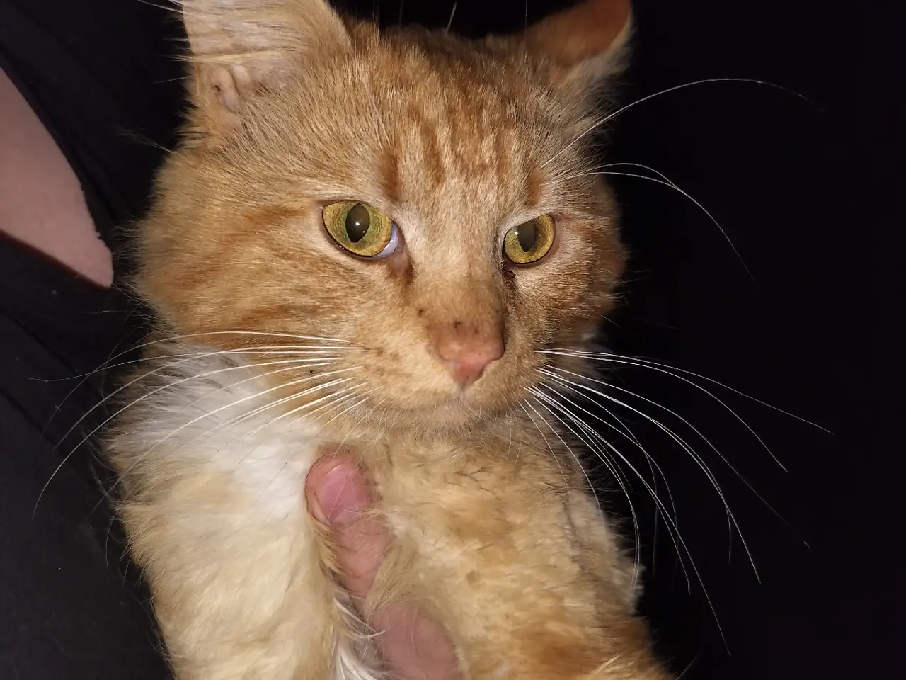 Billede 11 - Main Coon blanding