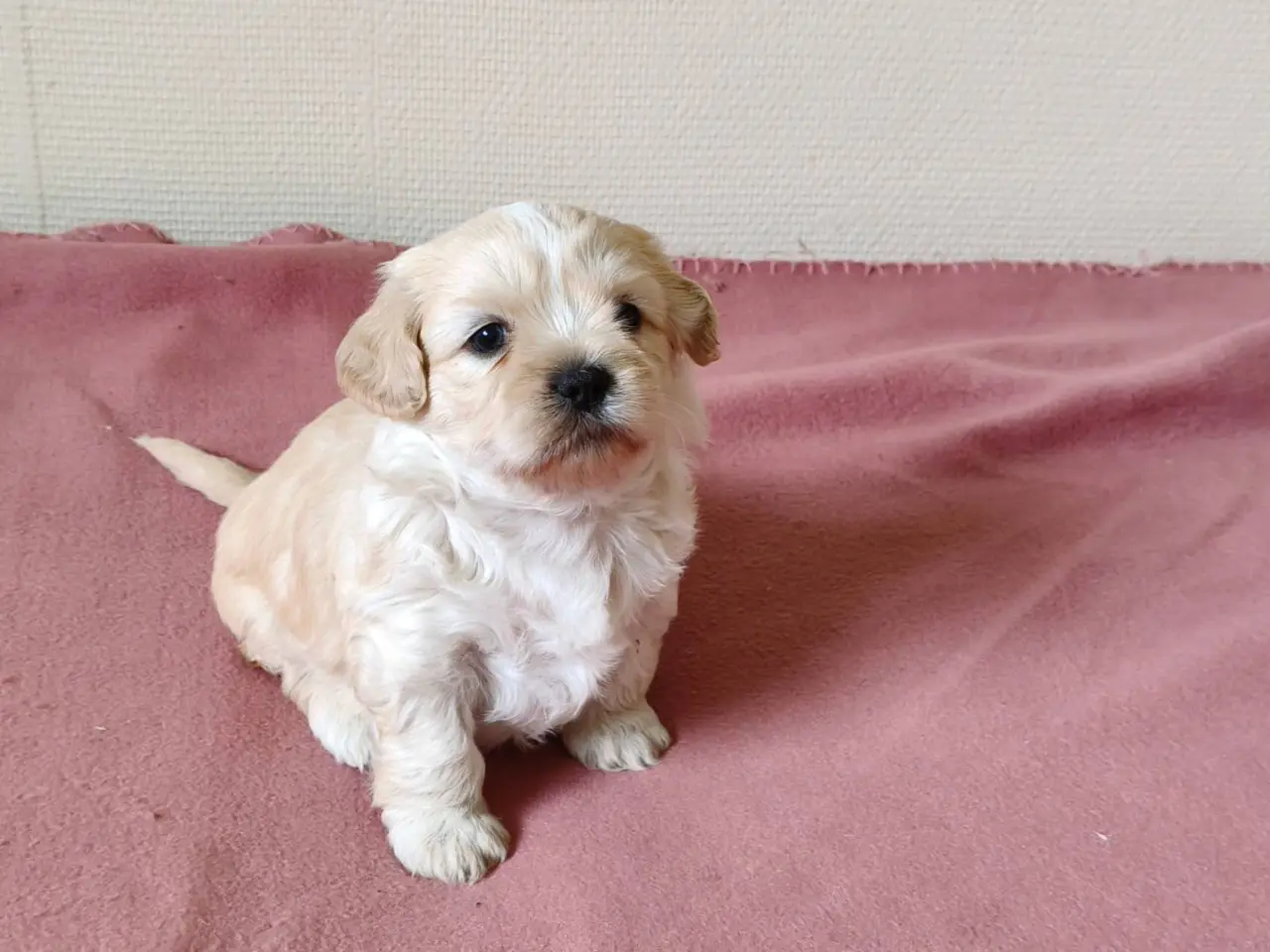 Billede 8 - Malteser / Shih Tzu
