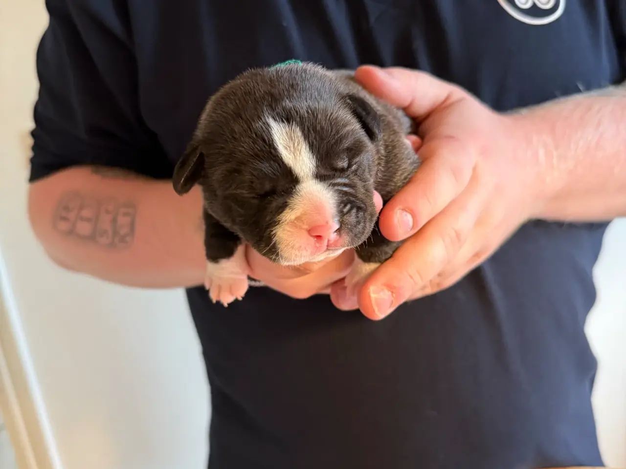 Billede 5 - Pocket Bully hvalpe