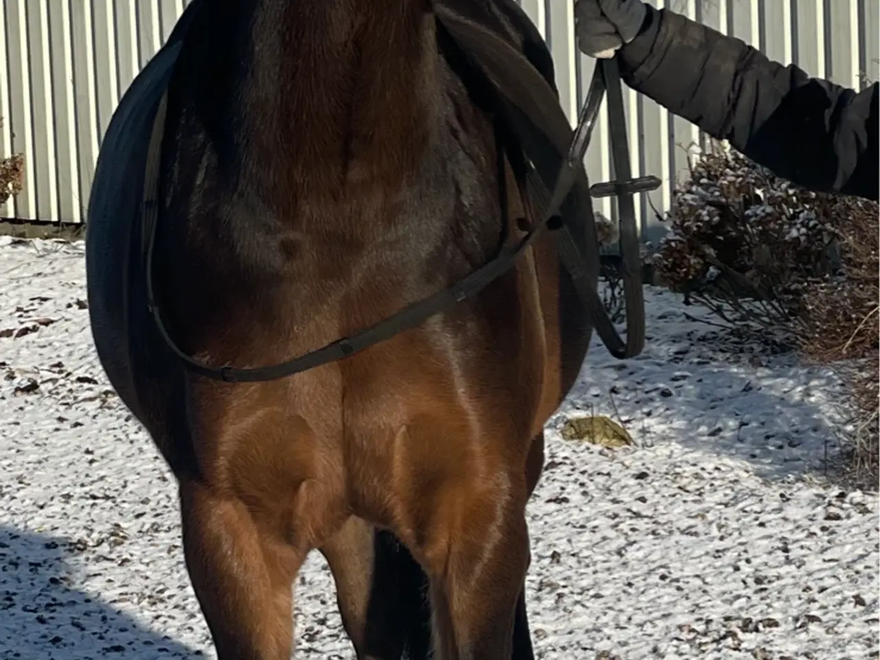 Billede 9 - Smuk Wels pony hoppe